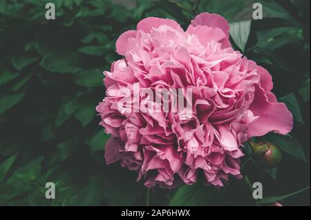 Romantique Terry grande pivoine rose dans le jardin. Gros plan. Espace de copie. Banque D'Images