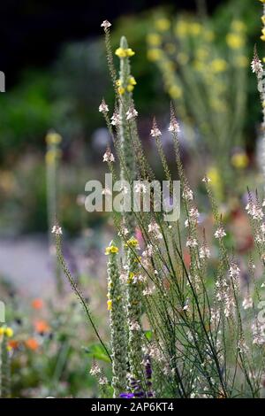 Peachy Linaria linaire,fleurs,pêche jaune,tiges à fleurs,spires,snapdragon,Floral RM Banque D'Images