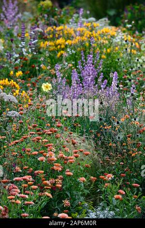 Salvia sclarea,eryngium guatemalense,tagetes cinnabar,alstroemeria,Calendula Zeolights,fleurs,Floraison,mixte, Banque D'Images