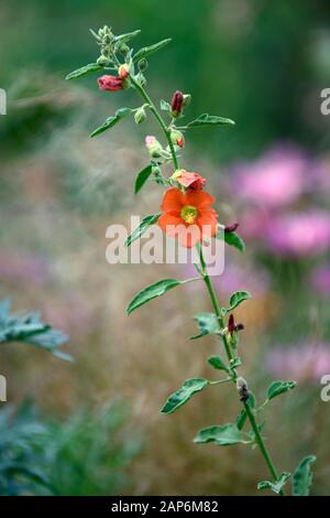 Sphaeralcea incana,fleurs,orange,fleurs,fleurs,plantes,soft globemallow,plantes florales RM Banque D'Images