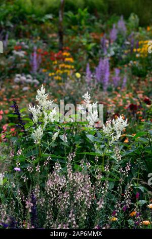 linaria peachy,persicaria,salvia amistad,Salvia sclrea,eryngium guatemalense,tagetes cinnabar,alstroemeria,fleurs,Floraison,mixte, Banque D'Images