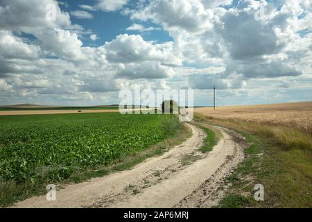 Chemin de terre à côté du champ avec des betteraves, horizon et nuages blancs sur le ciel bleu Banque D'Images