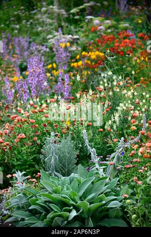 Linaria purpurea oeuf poché,stachys byzantina,Salvia sclarea,eryngium guatemalense,tagetes cinabre,l'alstroemeria, Zeolights,fleurs,Calendula flowerin Banque D'Images