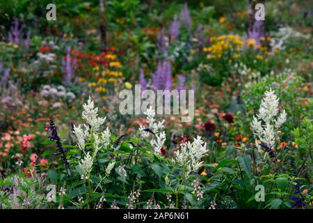 linaria peachy,persicaria,salvia amistad,Salvia sclrea,eryngium guatemalense,tagetes cinnabar,alstroemeria,fleurs,Floraison,mixte, Banque D'Images