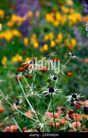eryngium guatemalense,fleurs,Floraison,bordure mixte,H,RM Floral Banque D'Images