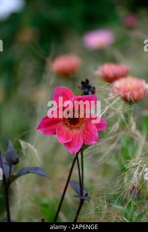 Dahlia yeux lumineux de couleur jaune, rose, violet,flower,fleurs,fleurs,stipa tenuissima,grass,herbes mixtes,RM,frontière Floral Banque D'Images