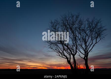 Silhouettes noires d'arbres sans feuilles contre le ciel coloré après le coucher du soleil Banque D'Images