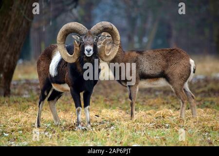 Couple Mouflon Dans La Forêt Portrait D'Hiver Ovis Bries Musimon Banque D'Images