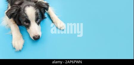 Drôle studio portrait de mignon sfrain chiot bordure de chien collie isolé sur fond bleu. Nouveau charmant membre de famille petit chien regardant et attendant la récompense. Concept de soins aux animaux de compagnie et d'animaux. Bannière Banque D'Images