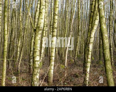 Les jeunes dans la forêt de bouleaux à Ardennen, Belgique Banque D'Images