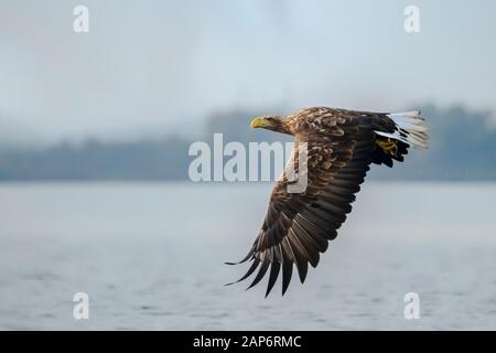 Magnifique aigle À Queue blanche (Haliaetus albicilla) en vol. Aussi connu sous le nom de la poupe, de l'erne, de l'aigle gris, de l'aigle eurasien et de l'aigle à queue blanche. Banque D'Images
