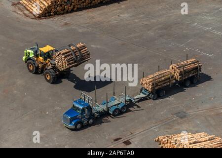 Des grumes fraîchement sciées sont déchargées d'un camion dans un port pour l'expédition à l'étranger. Banque D'Images