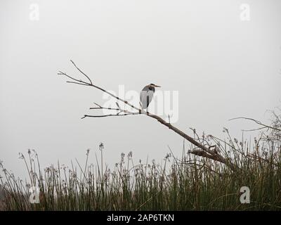 Blue Heron À Tule Fog Sur White Slough, Stockton, Californie Banque D'Images