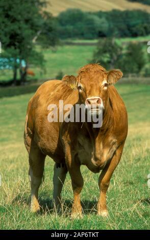 Troupeau de bovins Limousin dans les pâturages, Scottish Borders, au Royaume-Uni. Banque D'Images