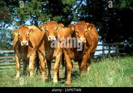 Troupeau de bovins Limousin dans les pâturages, Scottish Borders, au Royaume-Uni. Banque D'Images