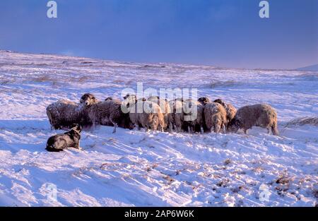 Moutons Swaledale, pendant une tempête sur le Cap Sud Fells, Cumbria, Royaume-Uni. Banque D'Images