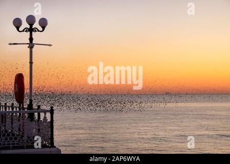 Des centaines d'étoiles volent dans une belle murmuration sur la mer au coucher du soleil, sur la gauche se trouve un lampadaire orné et des rampes de Brighton Pier, TH Banque D'Images