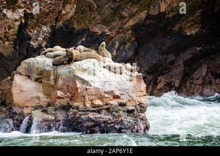 Lions de mer luttant pour un rocher sur la côte péruvienne aux îles Ballestas Banque D'Images