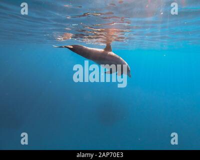 Un dauphin à long bec au Brayka Bay, Red Sea, Egypt Banque D'Images