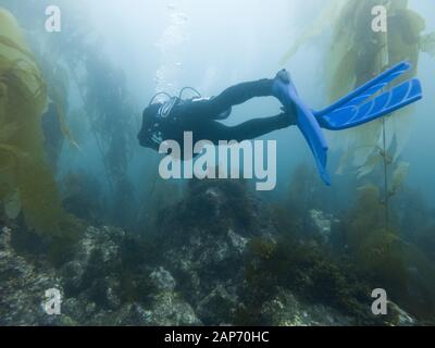 Photo sous-marine de plongée sous marine de la côte dans la forêt d'algues dans les îles de la Manche, California, USA Banque D'Images