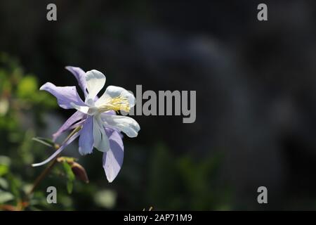 Aufnahme einer 'Rocky Mountain columbine'/ 'Colorado Blue columbine'. Diese Akelei ist die Staatsblume von Colorado, États-Unis. Banque D'Images