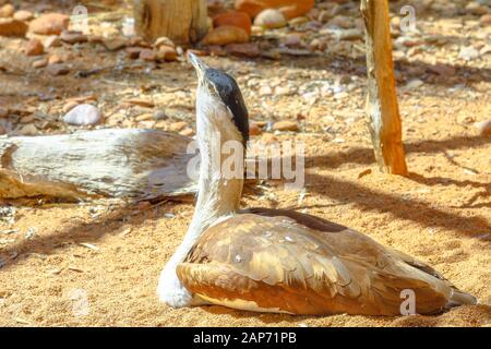 Australian bustard, Ardeotis australis, un grand logement de masse oiseau posé sur un sol aussi appelé la Turquie Turquie bush ou des plaines. Le Parc du désert à Banque D'Images