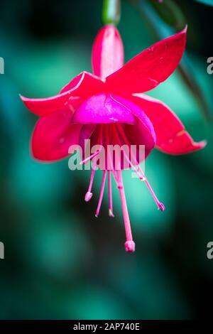 Floraison exotique au Flower Dome de Singapour Banque D'Images