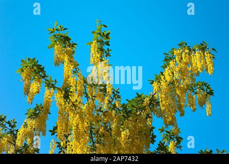 Laburnum x Watereri vossii AGM à floraison profusante contre un ciel bleu clair au milieu du printemps au Royaume-Uni Banque D'Images