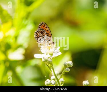 Twin Spot Fritillary Butterfly Brenthis hecate sur bramble fleur dans la campagne espagnole à Riaza dans le centre de l'Espagne Banque D'Images