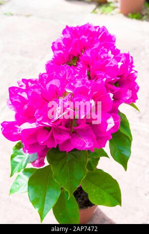 Bougainvillea de couleur rose magenta acheté dans une pépinière spécialisée pour la croissance au Royaume-Uni Banque D'Images