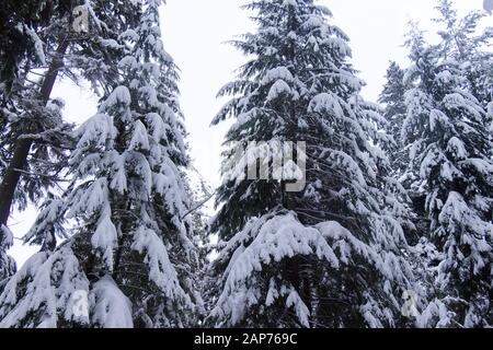 Vue sur le sentier du lac Beaver avec des pins couverts de neige. Paysage d'hiver pendant la tempête de neige à Vancouver. Banque D'Images