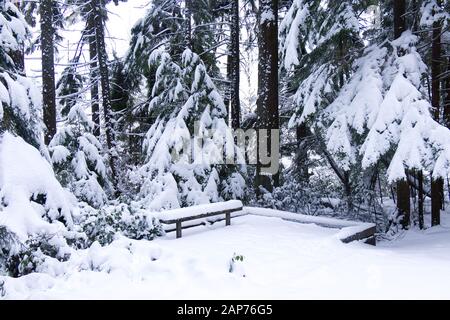 Vue sur le sentier du lac Beaver avec un banc couvert de neige et de pins dans le backgroung. Paysage d'hiver pendant la tempête de neige à Vancouver. Banque D'Images