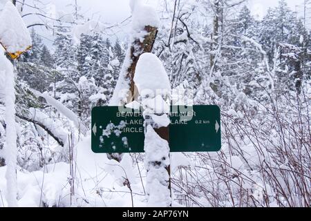Vue sur les panneaux de sentier 'Beaver Lake' et 'Beaver Lake Circle' avec des pins et des buissons couverts de neige en arrière-plan Banque D'Images