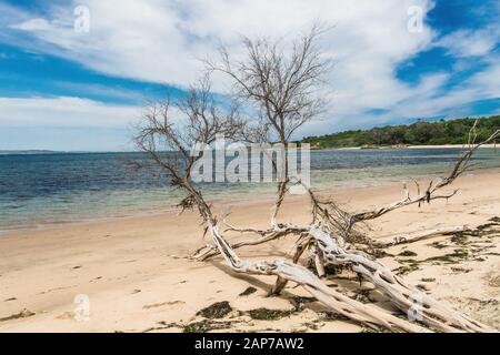 Un vieil arbre sur une plage à Phillip Island Banque D'Images