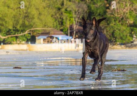 Thaï noir mélange Ridgback tourne à la plage. Banque D'Images