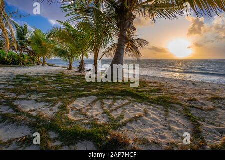 Palmiers et plage de sable au lever du soleil, emplacement tropical parfait, île Grand Cayman Banque D'Images