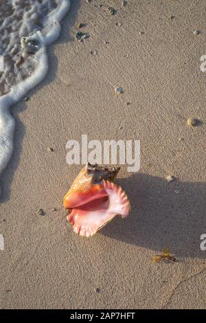 Conch Shell S'Est Lavé À Terre Sur La Magnifique Plage De Sable, Sur L'Île Grand Cayman Banque D'Images