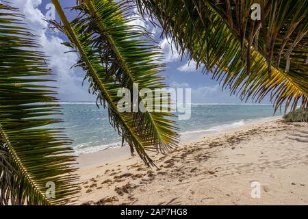 Palmiers et plage de sable, emplacement tropical parfait, île Grand Cayman Banque D'Images