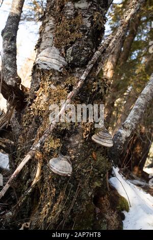 Champignons tinder Conk, Fomes fomentarius, poussant sur un bouleau rouge, le long de la rivière Bull, dans le comté de Sanders, Montana. Banque D'Images