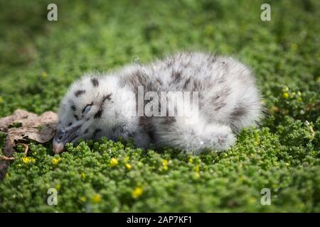 Un bébé oiseau dormant dans un nid vert mousse. Banque D'Images