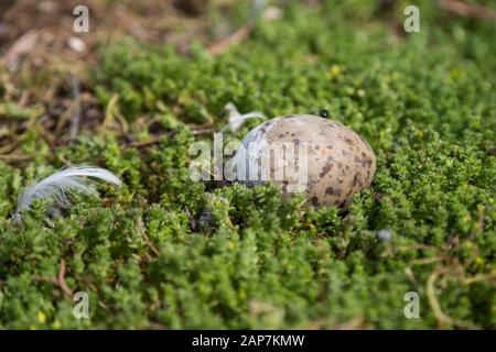 Un oeuf d'oiseau de bébé est assis dans son nid de mousse. Banque D'Images