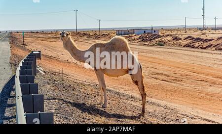 Chameaux à aire de répartition libre en Arabie Saoudite Banque D'Images