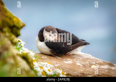 Oiseaux de mer de Puffin aux falaises de Latrabjarg, Islande Banque D'Images