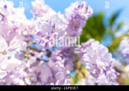 Les wisteria sont des plantes de cette espèce qui couvrent dix espèces de vignes grimpantes, indigènes de l'Australie orientale et des pays de l'Asie de l'est tels que la chine, la Corée et le Japon. Banque D'Images