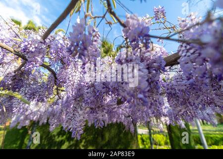 Les wisteria sont des plantes de cette espèce qui couvrent dix espèces de vignes grimpantes, indigènes de l'Australie orientale et des pays de l'Asie de l'est tels que la chine, la Corée et le Japon. Banque D'Images