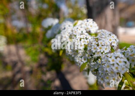 Buisson fleuri de Spirea, toujours spectaculaire. Banque D'Images