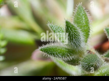 Gros plan d'une espèce succulente verte et floue Banque D'Images