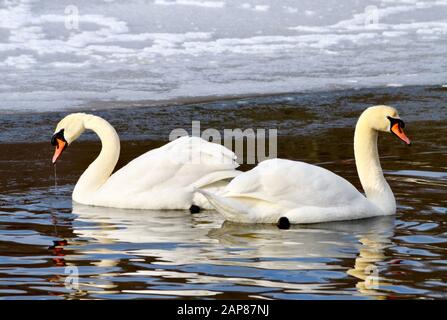 Deux cygnes blancs nageant l'un par l'autre dans un lac gelé. (Cygnus olor) Banque D'Images