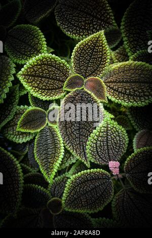 Des feuilles de plantes d'amitié, connues sous le nom scientifique Pilea involucrata Banque D'Images