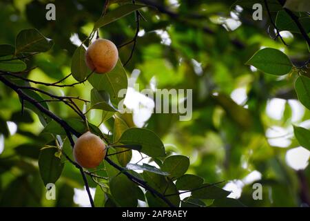 Fruits accrochés sur un arbre de muscade parfumé, nom scientifique Myristica fragrans Banque D'Images